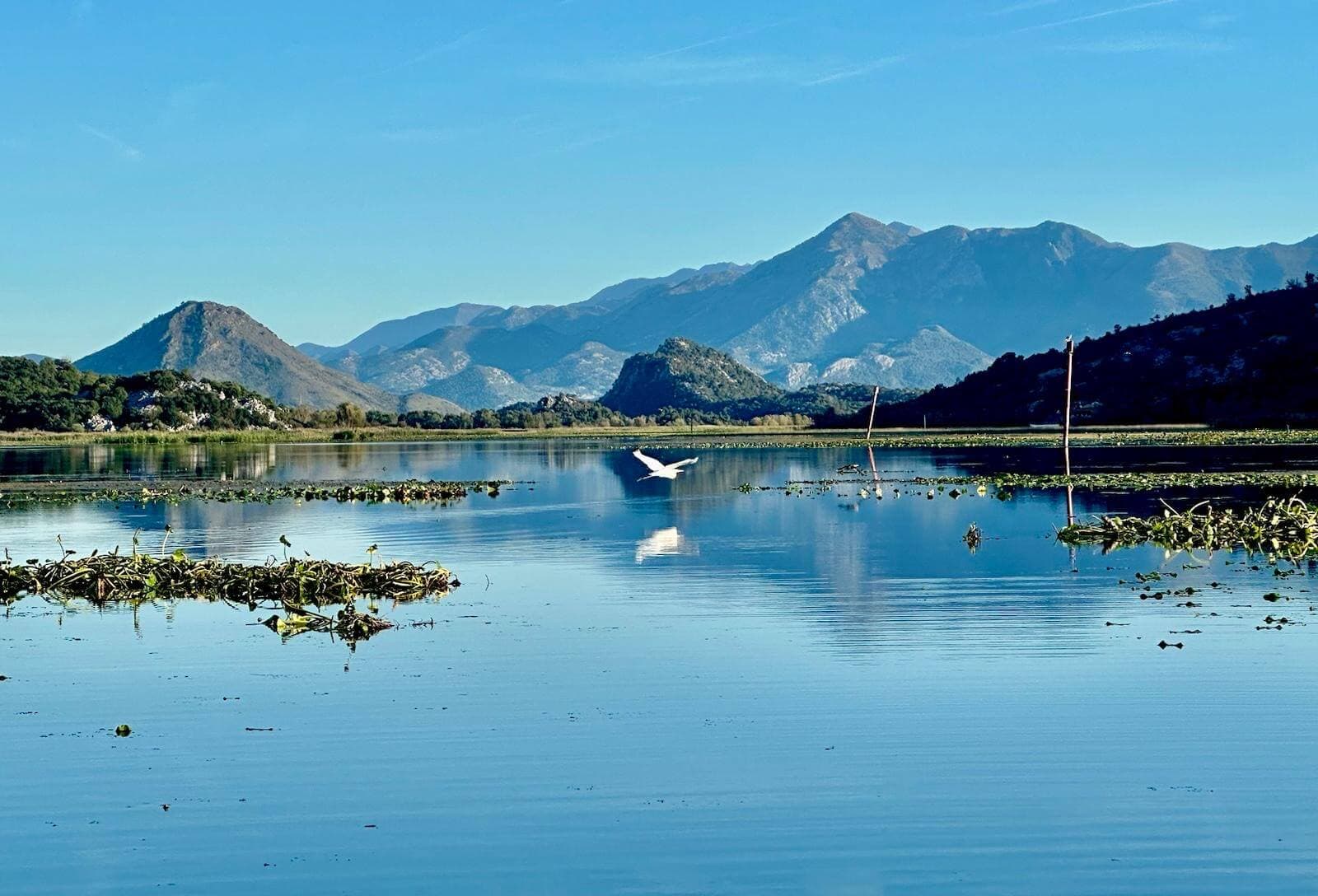 Vögel im Flug über dem Skadar See, Montenegro