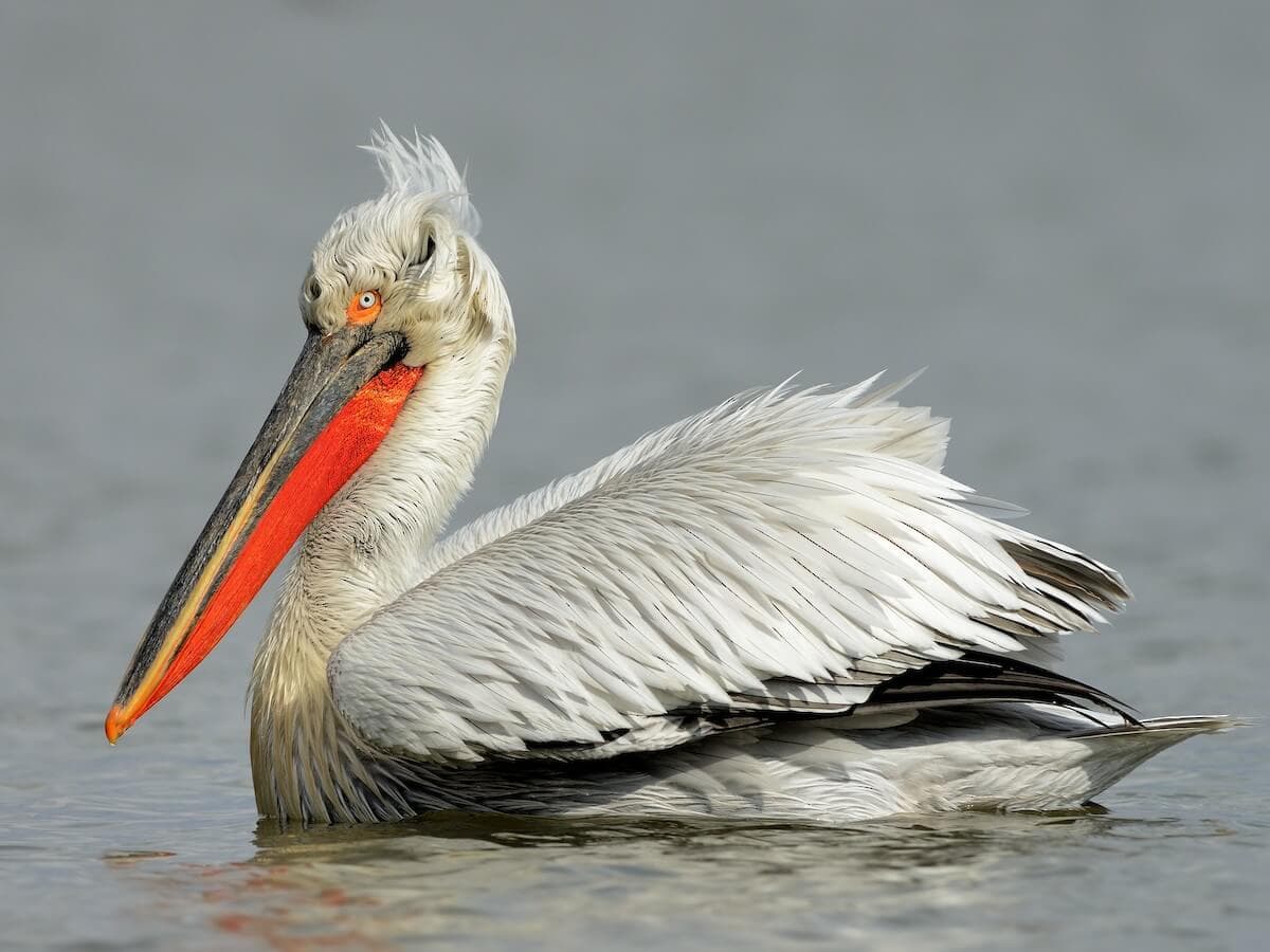 Krauskopfpelikan, die Leitart des Skadar Sees, mit gekräuseltem Nacken und orangefarbenem Brutkehlsack