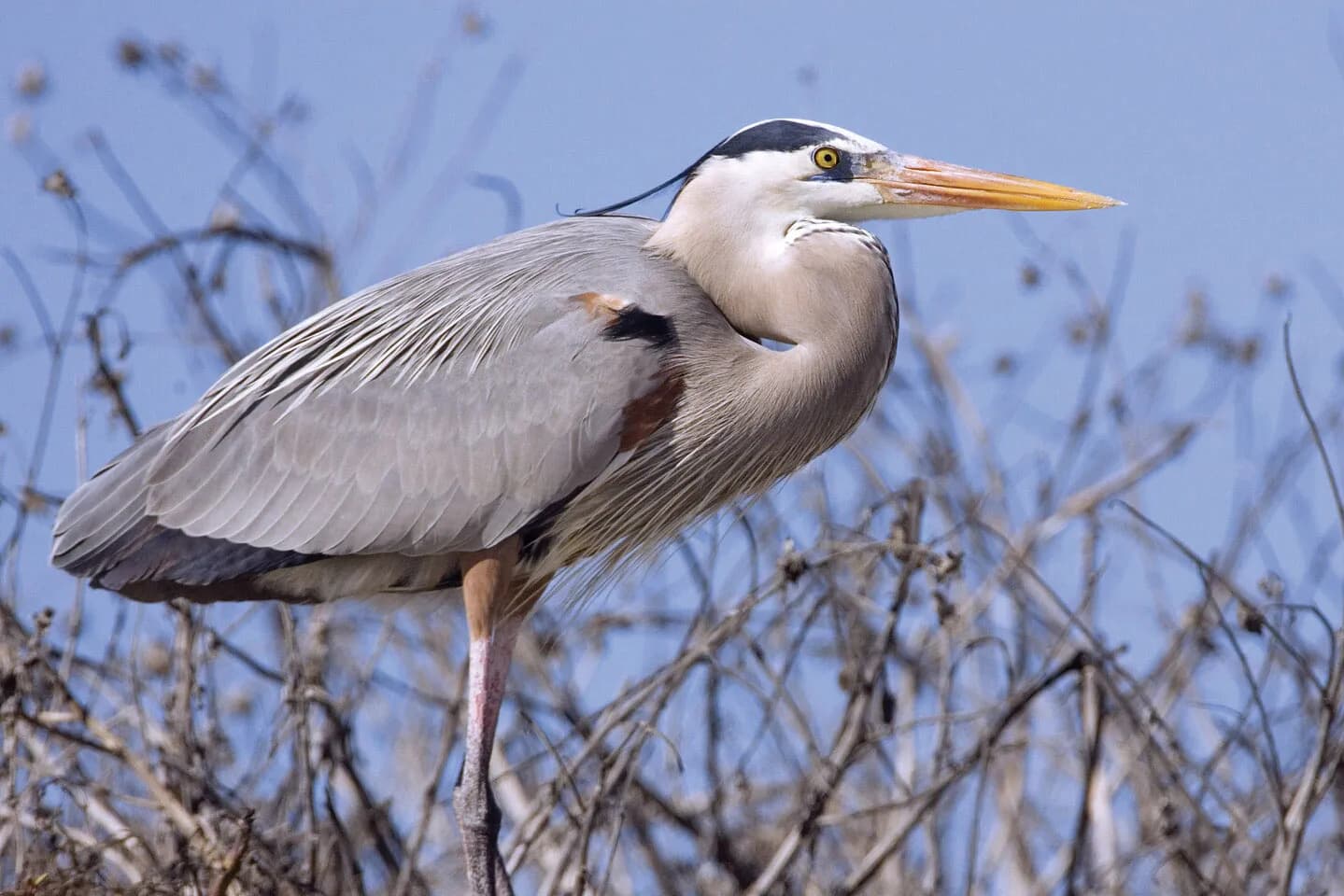 Ein Reiher steht reglos am Wasserrand inmitten der Ufervegetation am Skadar See