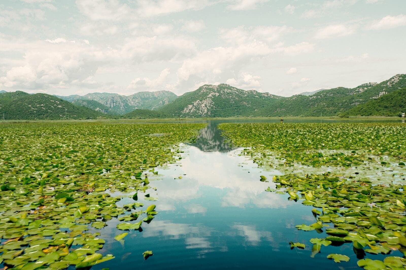 Wasserweg durch Seerosenblätter auf dem Skadar See