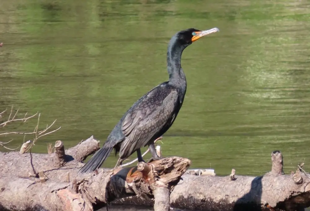 Ein Kormoran sitzt auf einem umgestürzten Baumstamm über dem grünen Wasser des Skadar Sees