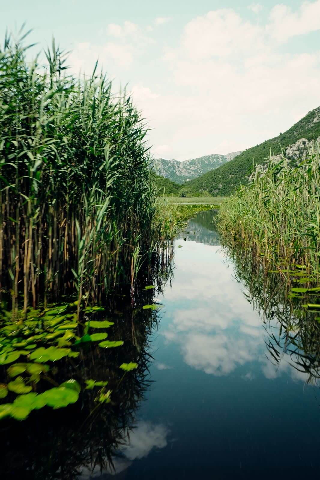 Schilfkanal auf dem Skadar See