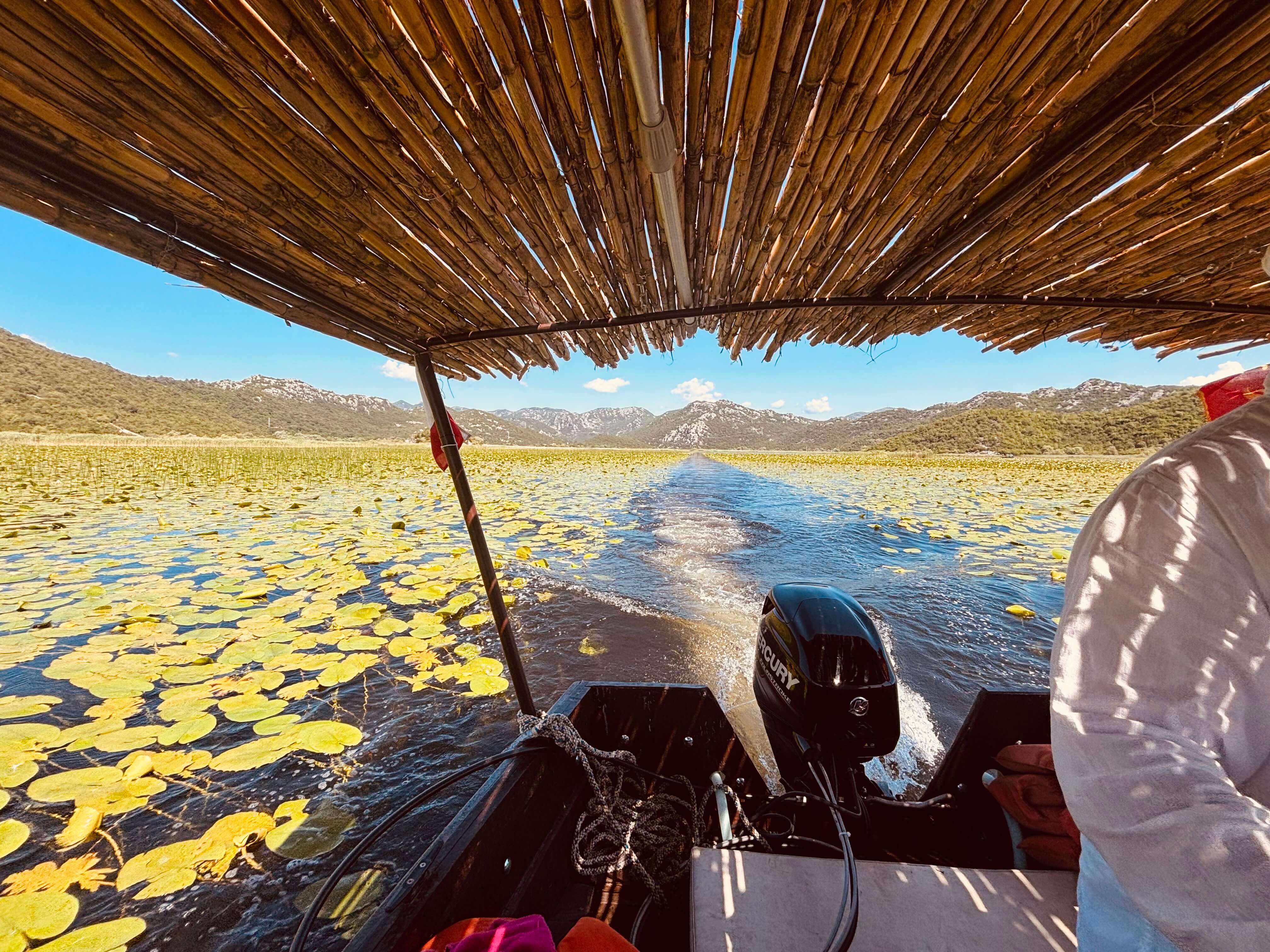 Blick aus einem privaten Boot unter seinem Schilfdach, während es die Seerosen des Skadar Sees überquert