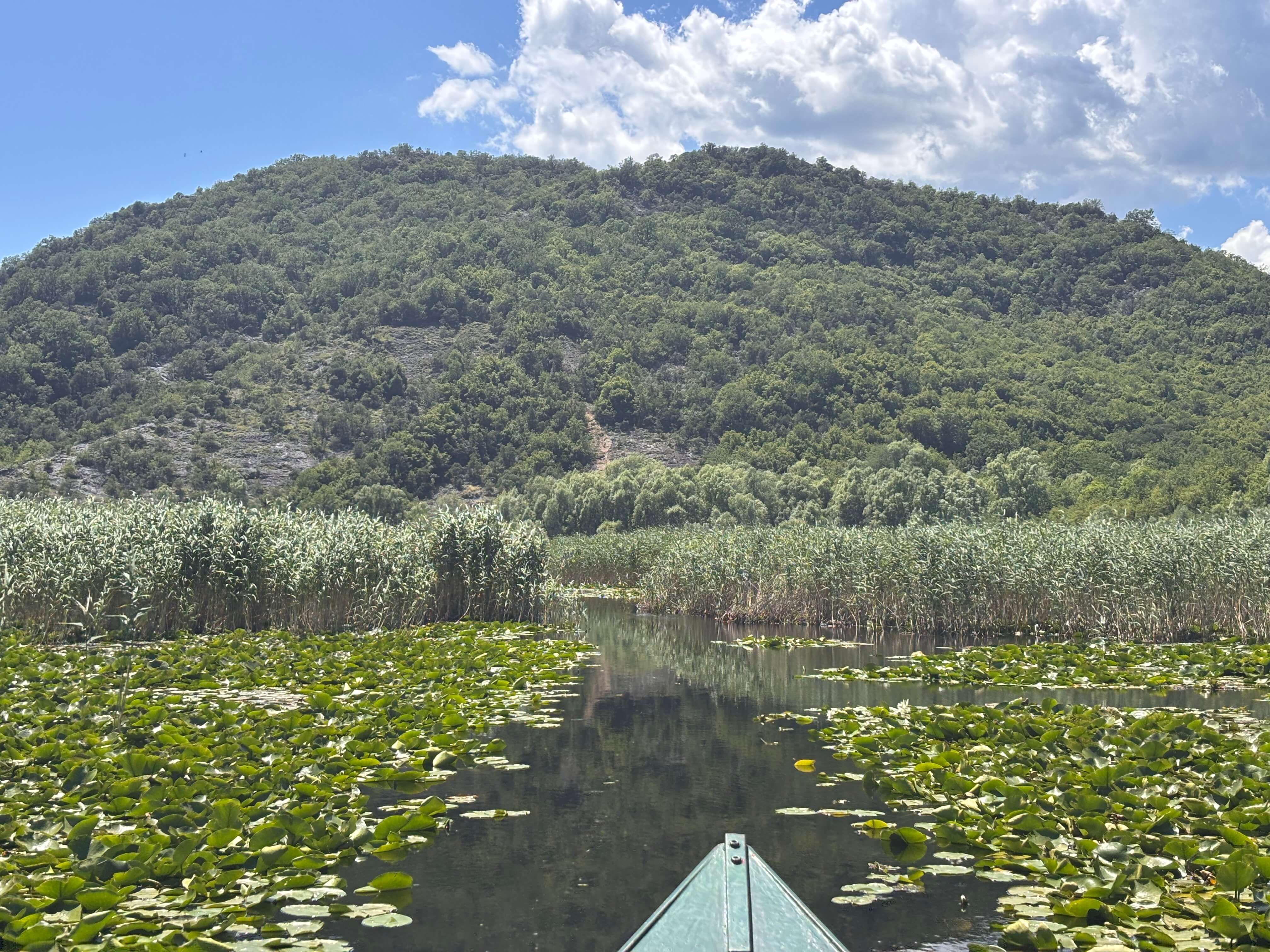 Bootsbug gleitet durch Seerosen unterhalb eines bewaldeten Bergs auf der Amazonas-Tour über die drei Flüsse, Skadar See
