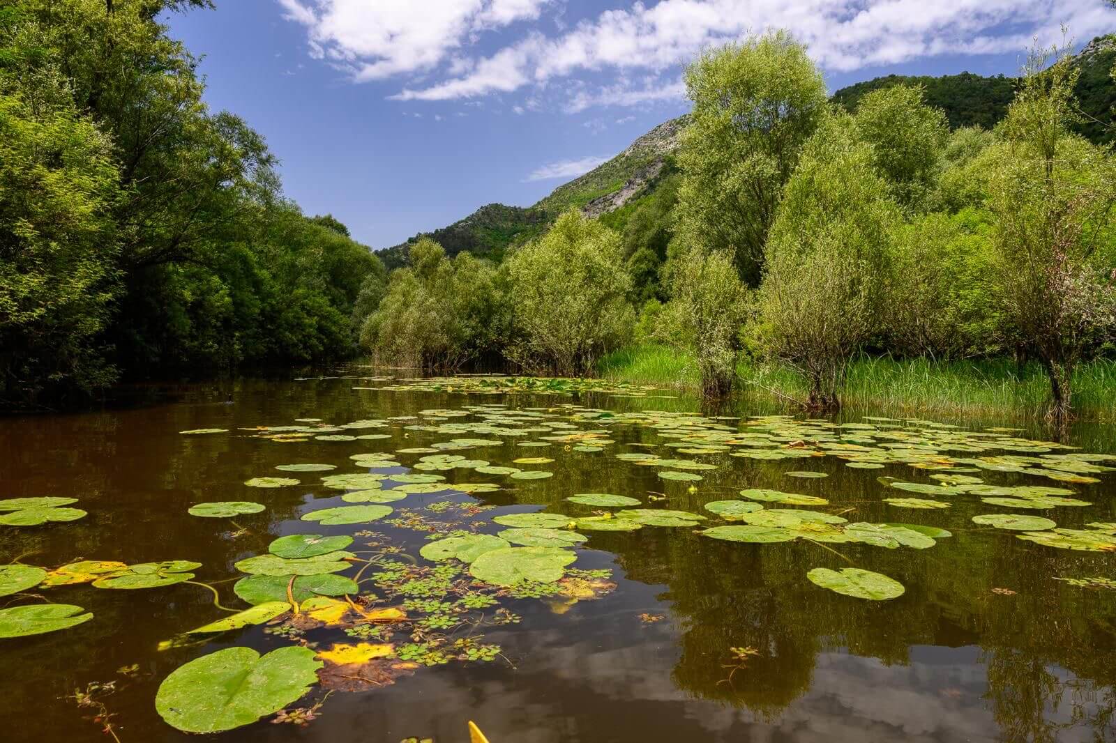 Feuchtgebietslandschaft des Skadar Sees, Montenegro